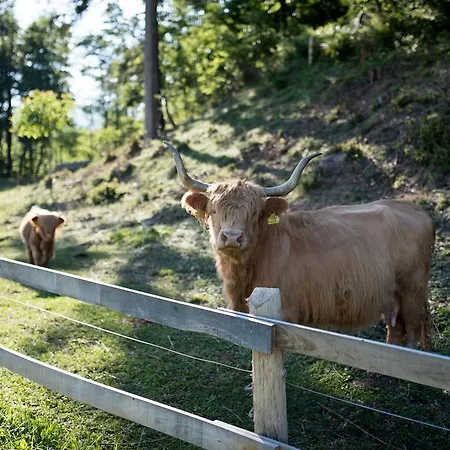 Beeland Skok * Mozirje