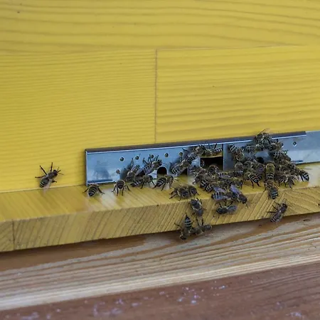 Beeland Skok Apartamento