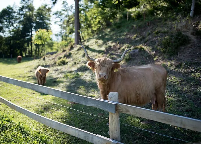 Beeland Skok * Mozirje