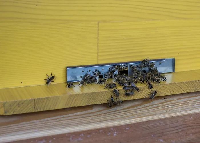 Beeland Skok דירה